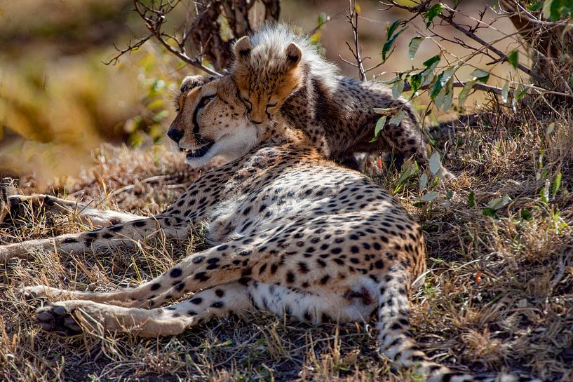 Kisses by Peter Michel