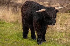 Scottish Highlander Cow by Brian Morgan