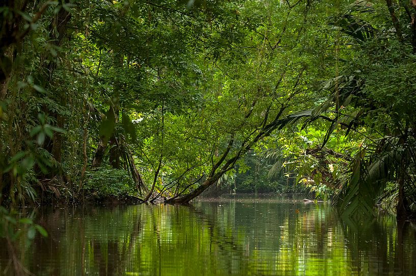 Costa Rica: Tortuguero National Park by Maarten Verhees