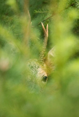 eye contact with a  Roedeer buck
