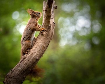 Kletterndes Eichhörnchen von Inge Wessels