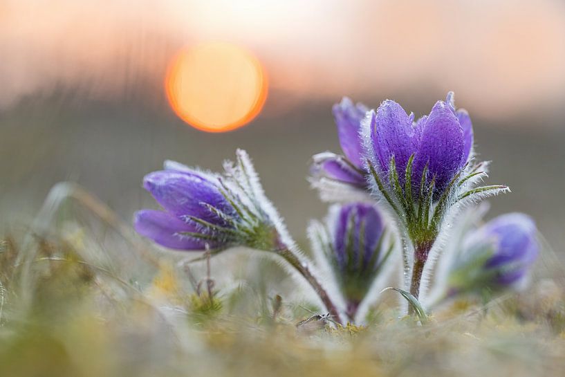 common pasque flower by Thomas Herzog