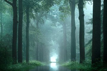 Morning in the Forest (morgen in het bos) van Kees van Dongen