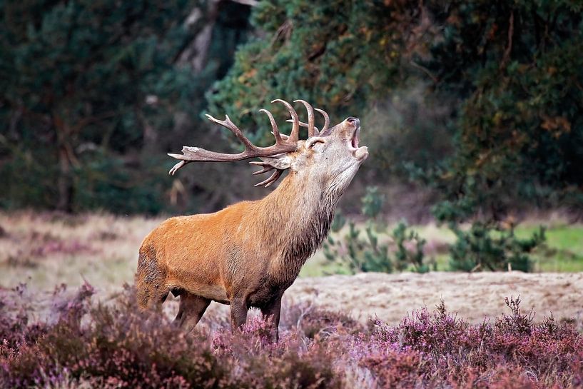 Oestrus du cerf élaphe par gea strucks