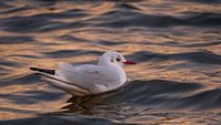 Black-headed gull at sunset