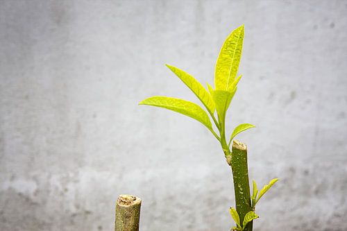 Brugmansia bladeren en takken