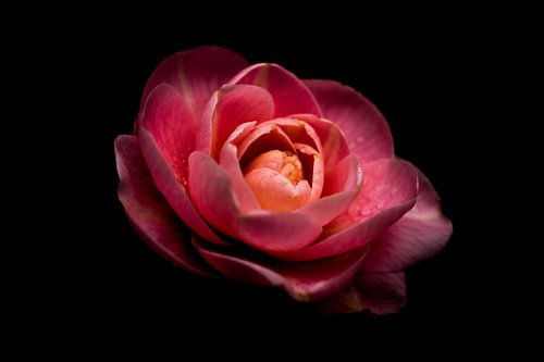 beautiful pink camellia