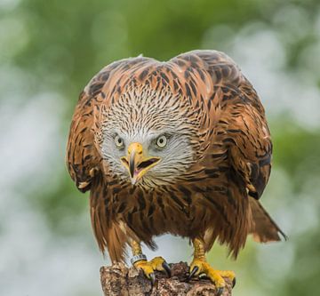 Angry Red Kite. sur Stephan Scheffer
