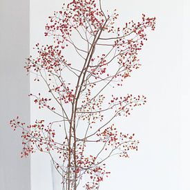 Branch with red berries by Janine Bekker Photography