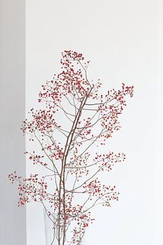 Zweig mit roten Beeren