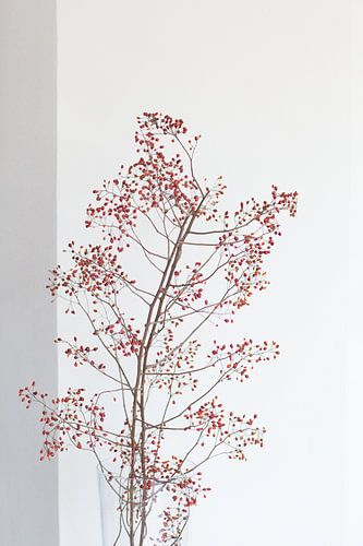 Branche avec des baies rouges