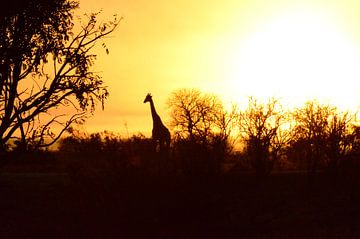 giraffe Krugerpark zonsopgang van Wendy van Staalduinen