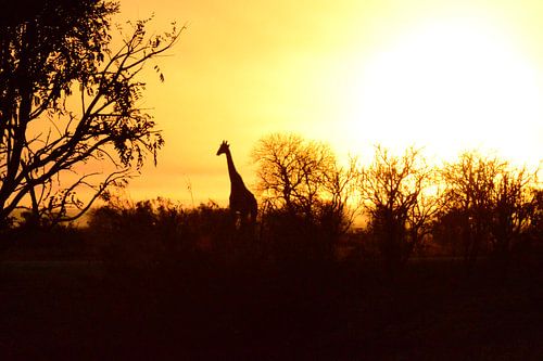 giraffe Krugerpark zonsopgang