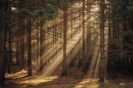 Lumière magique dans la forêt