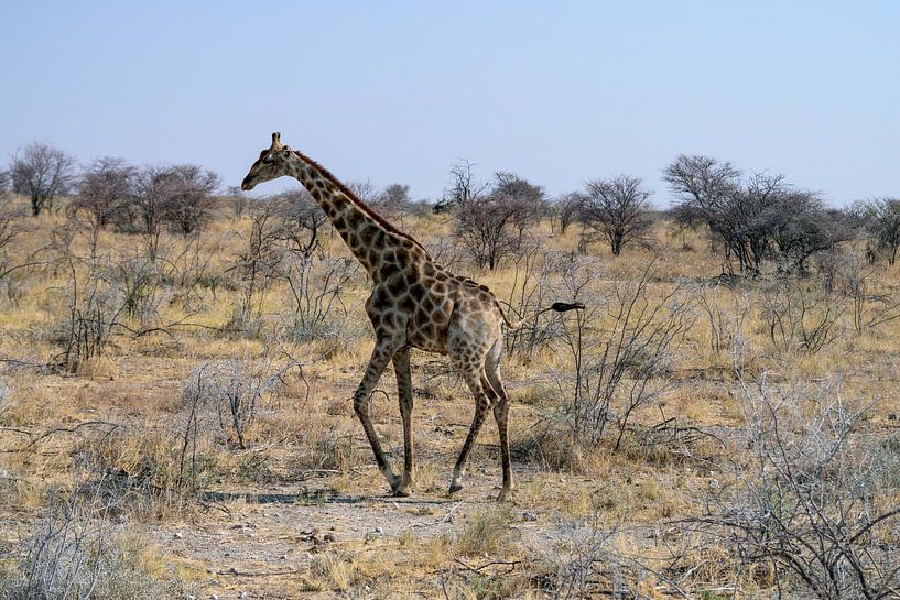 Laufende Giraffe von Merijn Loch