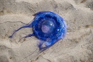 Eine blaue Nesselqualle an der Nordsee von David Esser