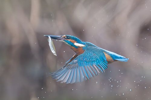 Kingfisher with fish in its beak