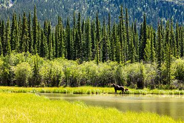 Eland met kalveren in de wildernis van Alaska van Roland Brack