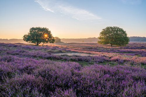 Blühendes Heidekraut bei Sonnenaufgang