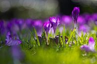 Frühling im Wilhelminapark Breda von Tom Hengst Miniaturansicht