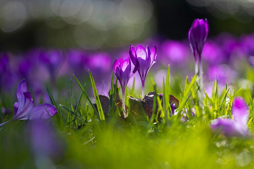 Frühling im Wilhelminapark Breda von Tom Hengst