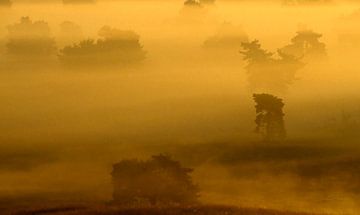 Lande de Worthrheder dans la brume du matin sur Ronald Wilfred Jansen