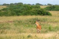 Oeganda-grasantilope (Kobus thomasi), Oeganda van Alexander Ludwig thumbnail