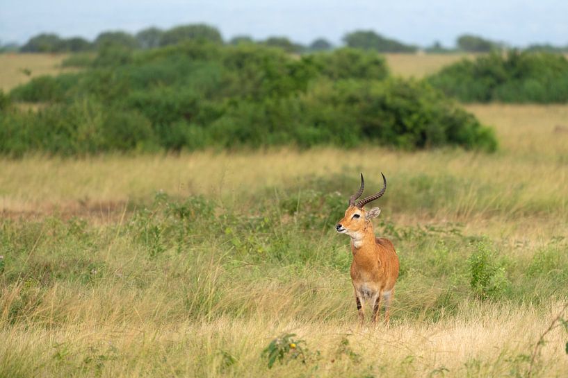 Oeganda-grasantilope (Kobus thomasi), Oeganda van Alexander Ludwig