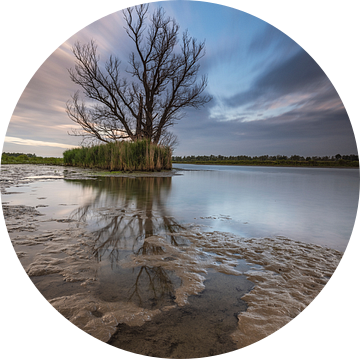 Biesbosch van Marcel van Balkom