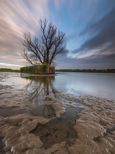 Biesbosch by Marcel van Balkom