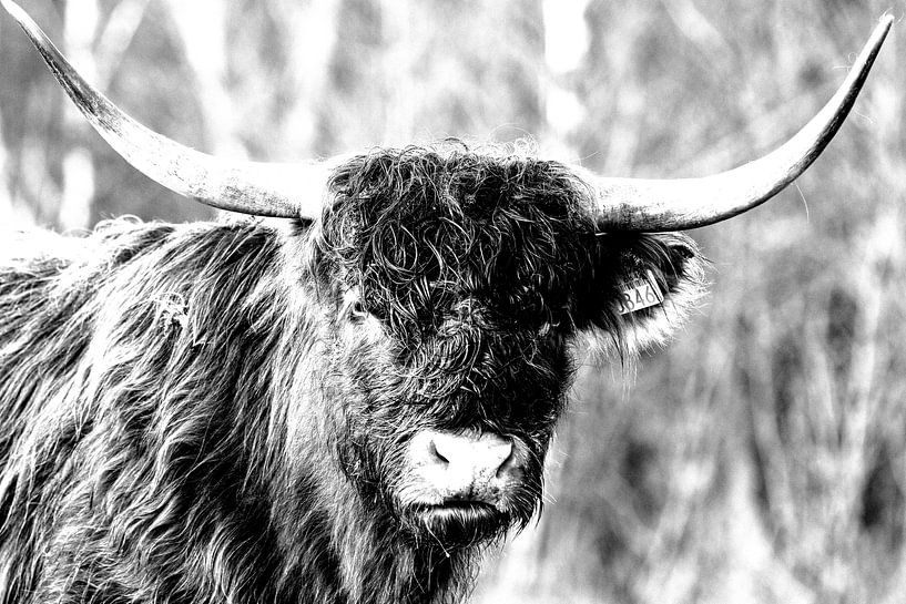 Highland cow van Bart van Mastrigt