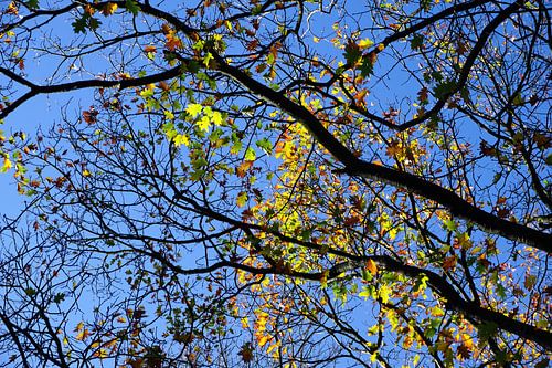 Bomen met herfstkleuren