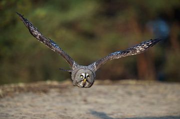 Great Grey Owl ( Strix nebulosa ) in dynamic flight, frontal shot, Europe. by wunderbare Erde