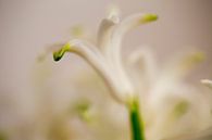 Hyacint in macro von Jan Sportel Photography Miniaturansicht