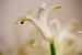 Hyacint in macro von Jan Sportel Photography
