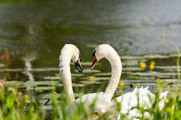 Swans in love in wonder