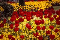 Tulpen