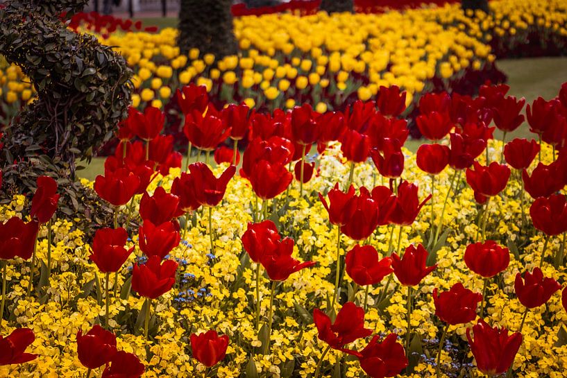 Tulpen par Frans Janssen