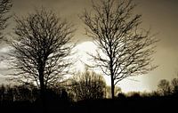 Trees