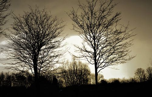 Trees