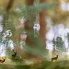 Damherten in het grote varenbos van Teuni's Dreams of Reality