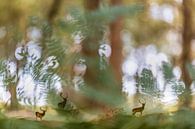 Fallow deer in the large fern forest by Teuni's Dreams of Reality thumbnail