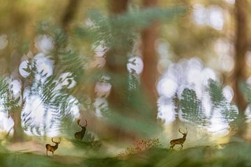 Fallow deer in the large fern forest