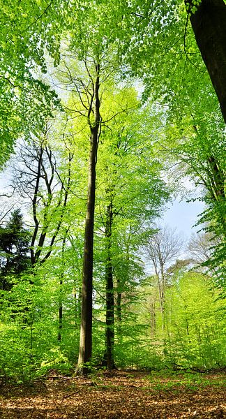 Frühlingsgrün im Buchenwald von Corinne Welp