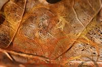 Autumn Lace