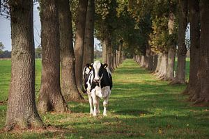 La vache sur Fonger de Vlas