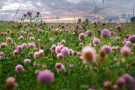 Klee Blumen auf einer Wiese. Blumenwiese in grün und rosa.
