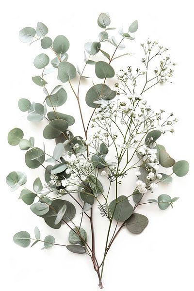 Eucalyptus and gypsophila by Poster Art Shop