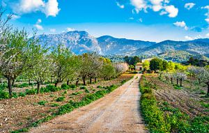 Belle journée de printemps avec un paysage d'île idyllique à Majorque, Espagne sur Alex Winter