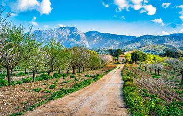 Schöner Frühlingstag mit idyllischer Insellandschaft auf Mallorca, Spanien von Alex Winter